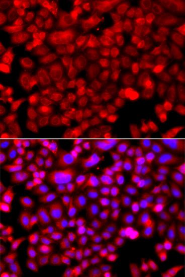 Immunofluorescence - NDUFV1 antibody (144-08014)