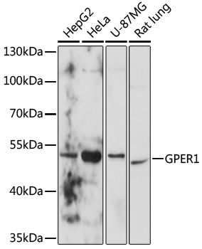 Western blot