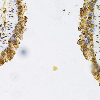 Immunohistochemistry - HSP90AB1 Antibody (144-01087)