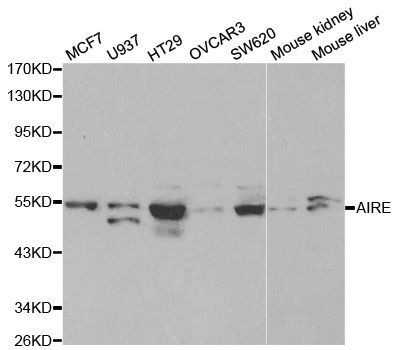 Western blot - AIRE antibody (144-01767)