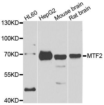 Western blot - MTF2 antibody (144-07077)