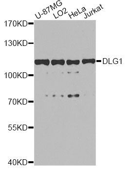 Western blot - DLG1 antibody (144-08542)