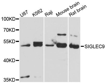 Western blot - SIGLEC9 antibody (144-61392)