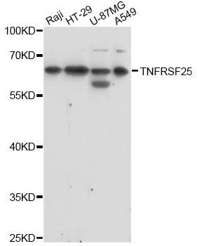 Western blot - TNFRSF25 antibody (144-60623)