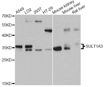 Western blot - SULT1A3 antibody (144-12357)
