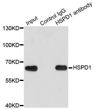 Immunofluorescence - HSPD1 Polyclonal Antibody (144-00969)