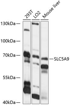 Western blot
