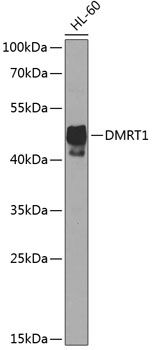 Western blot