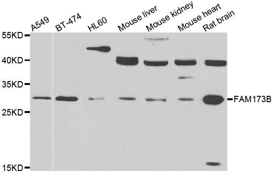 Western blot - FAM173B antibody (144-07403)