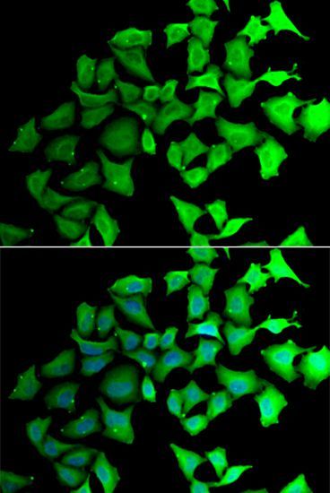 Immunofluorescence - TALDO1 antibody (144-06762)