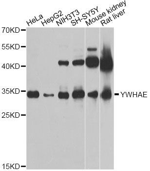 Western blot - YWHAE Polyclonal Antibody (144-01058)