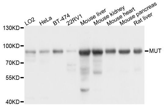 Western blot - MUT antibody (144-03969)