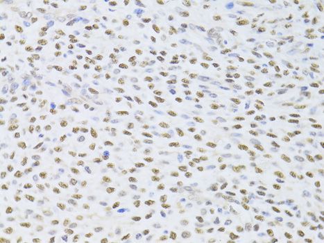 Immunohistochemistry - FKBP4 Polyclonal Antibody (144-05643)