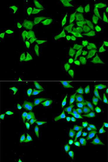 Immunofluorescence - CES2 antibody (144-01514)