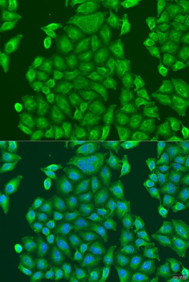 Immunofluorescence - CENPK antibody (144-07627)