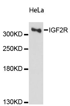 Western blot - IGF2R Polyclonal Antibody (144-60151)