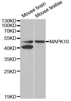 Western blot - MAPK10 antibody (144-02112)