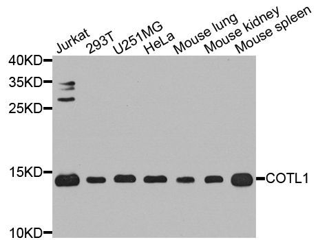 Western blot - COTL1 antibody (144-04550)