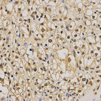 Immunohistochemistry - DiMethyl-Histone H3-K79 antibody (144-61341)