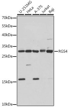 Western blot