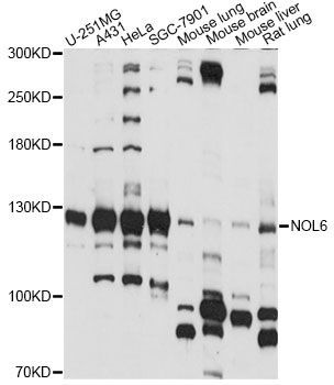 Western blot - NOL6 antibody (144-60663)