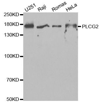 Western blot - PLCG2 Polyclonal Antibody (144-02182)