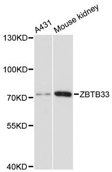 Western blot - ZBTB33 antibody (144-601076)