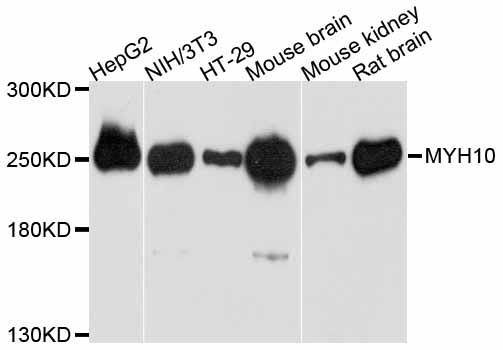 Western blot - MYH10 antibody (144-012029)