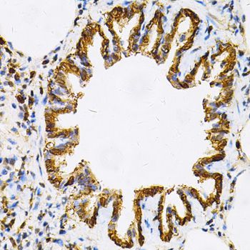 Immunohistochemistry - HSP90AB1 Antibody (144-01087)
