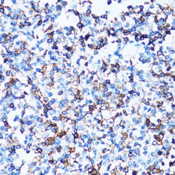 Immunohistochemistry - SPN antibody (144-06412)