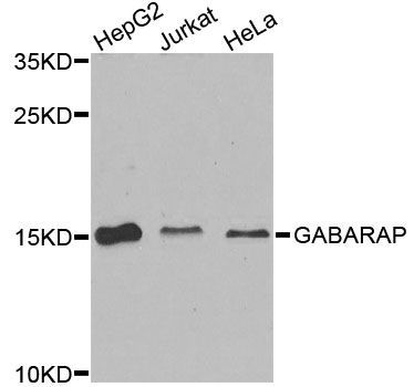 Western blot - GABARAP antibody (144-12568)