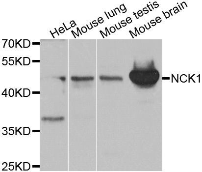 Western blot - NCK1 Polyclonal Antibody (144-00999)
