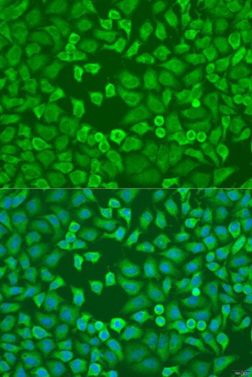 Immunofluorescence - EIF3A Polyclonal Antibody (144-00573)