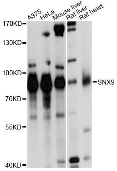 Western blot - SNX9 Polyclonal Antibody (144-60046)