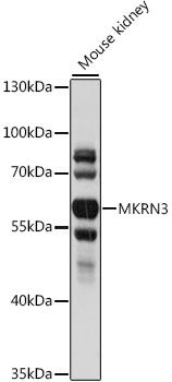 Western blot