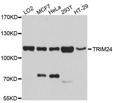 Western blot - TRIM24 Polyclonal Antibody (144-010546)