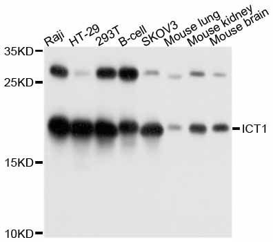 Western blot - ICT1 antibody (144-011590)