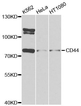 Western blot - CD44 Polyclonal Antibody (144-00340)