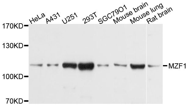 Western blot - MZF1 Polyclonal Antibody (144-600536)