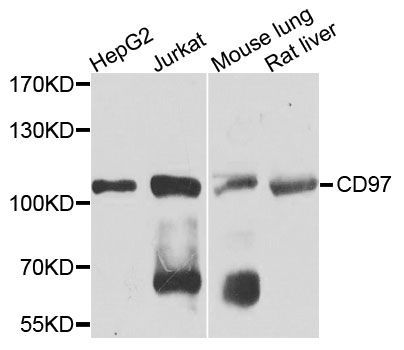 Western blot - CD97 antibody (144-03780)