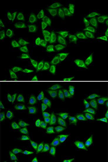Immunofluorescence - PRDX5 antibody (144-60090)