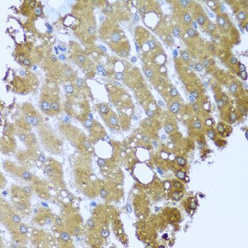 Immunohistochemistry - STRN antibody (144-07734)