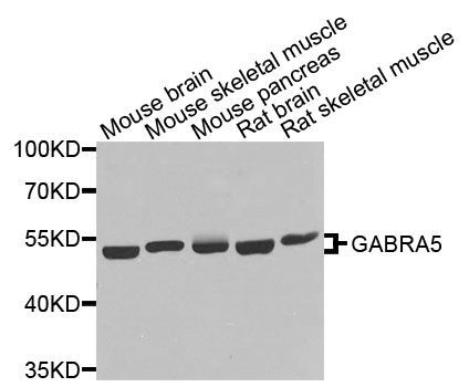 Western blot - GABRA5 antibody (144-09932)