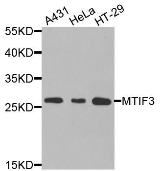 Western blot - MTIF3 antibody (144-08524)