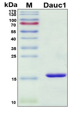 SDS-PAGE