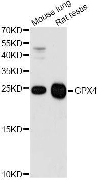 Western blot - GPX4 antibody (144-01933)