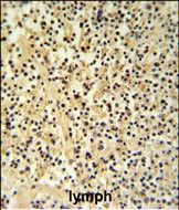 IHC-P