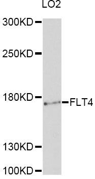 Western blot - FLT4 Polyclonal Antibody (144-012332)