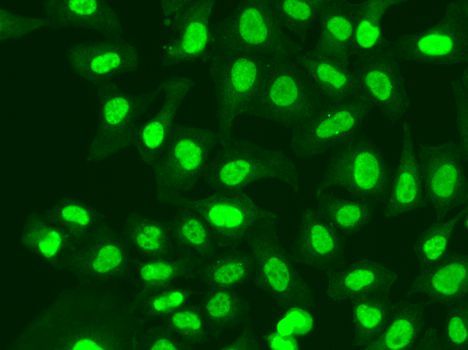 Immunofluorescence - RFC1 antibody (144-01625)