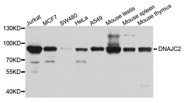 Western blot - DNAJC2 Polyclonal Antibody (144-04633)